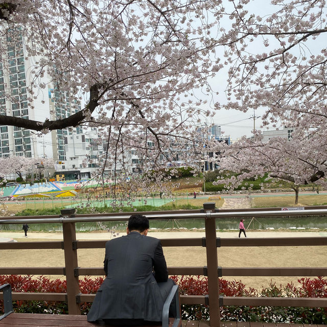 Oncheoncheon Citizens Park จุดชมซากุระสวยในปูซาน