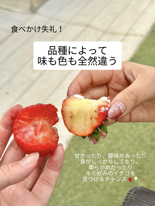 いちご狩り🍓10種のいちごを食べ放題！【神奈川】