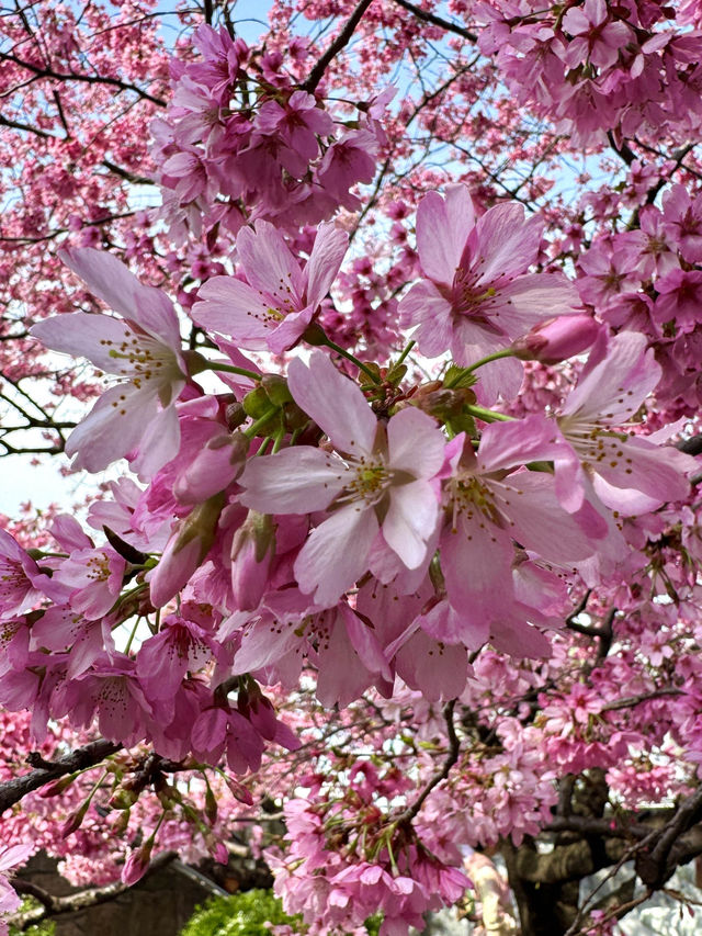 東京　東京観光　墨田区そよ風公園と東京スカイツリーのコラボは最高だぞ！