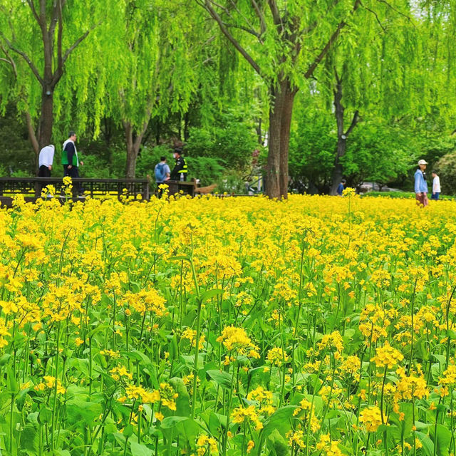 區星願公園：花海景色