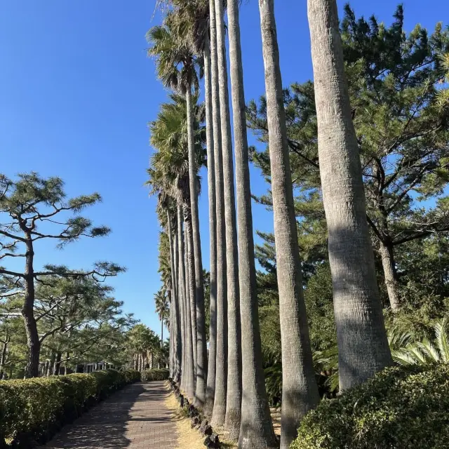 Hanlim Park: The Most Beautiful Spot, Perfect for Half-Day or Full-Day Trips