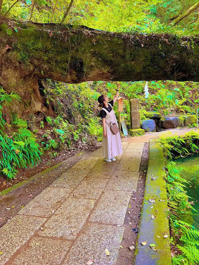 【茨城】神秘的な神社⛩最強パワースポット✨