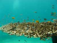 Roach Reefs, a man-made tropical reefs resort.