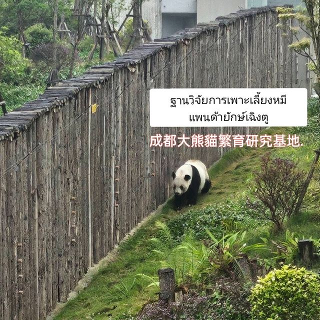 ฐานวิจัยหมีแพนด้ายักษ์ เฉิงตู {成都大熊貓繁育研}