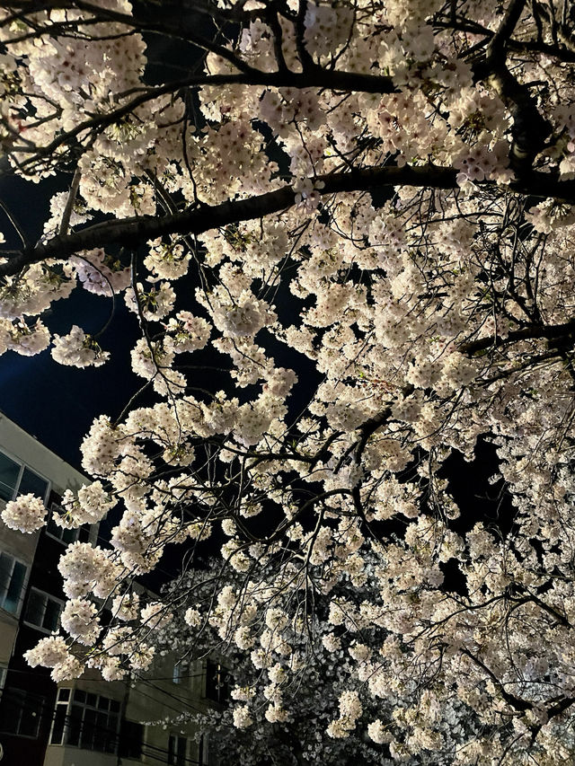 야간도 너무 예쁜 진해 군항제💗
