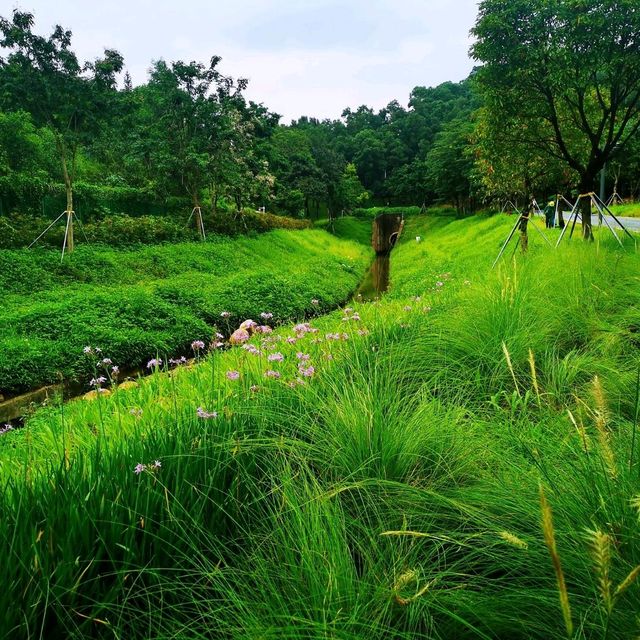 環西麗湖綠道 環西麗湖綠道