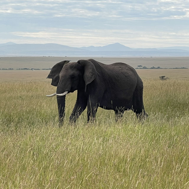 Incredible wildlife experience in Kenya 