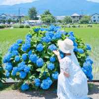 【神奈川】とても美しいあじさい祭り！