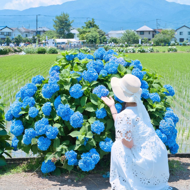 【神奈川】とても美しいあじさい祭り！