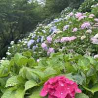 【福岡観光/自然】紫陽花
