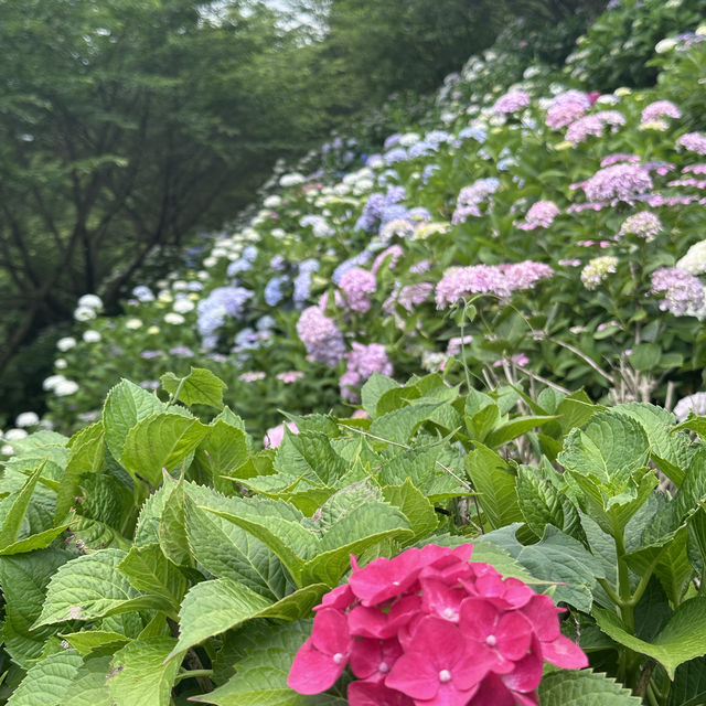 【福岡観光/自然】紫陽花