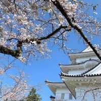 【小田原城址公園】全年適合遊覽，景色優美