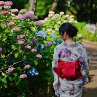 【神奈川】無料あじさいスポット！