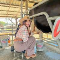 มาขับรถเที่ยว ตะลอนฟาร์มโชคชัย นครราชสีมา