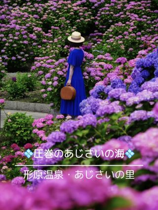 令人驚嘆的繡球花漸層美景！一生必訪的愛知縣繡球花名所