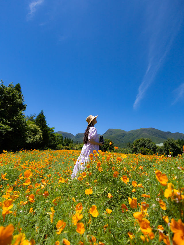 一年中お花が咲き誇る西日本最大級のお花畑🌼
