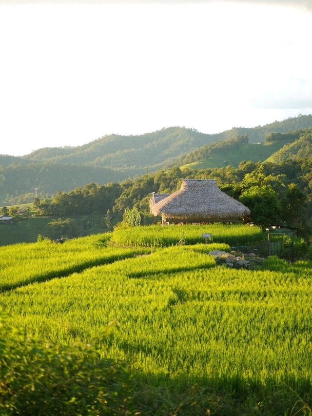 ป่าบงเปียง - นาขั้นบันไดวิว 360 องศา