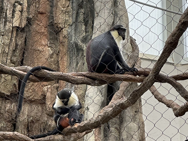 【美國🇺🇸芝加哥】☀️免費入場☀️林肯公園動物園，觀賞動物，適合全天遊玩