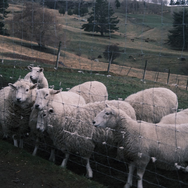 THINGS TO DO IN QUEENSTOWN NZ: DEER PARK HEIGHTS 
