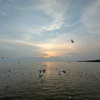 พาดูนกนางนวล บางปู 🕊️
