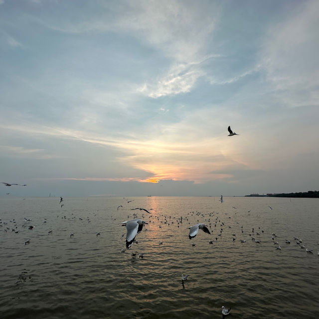 พาดูนกนางนวล บางปู 🕊️