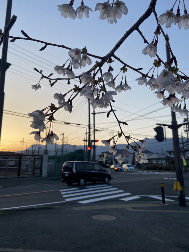 Kawaguchiko