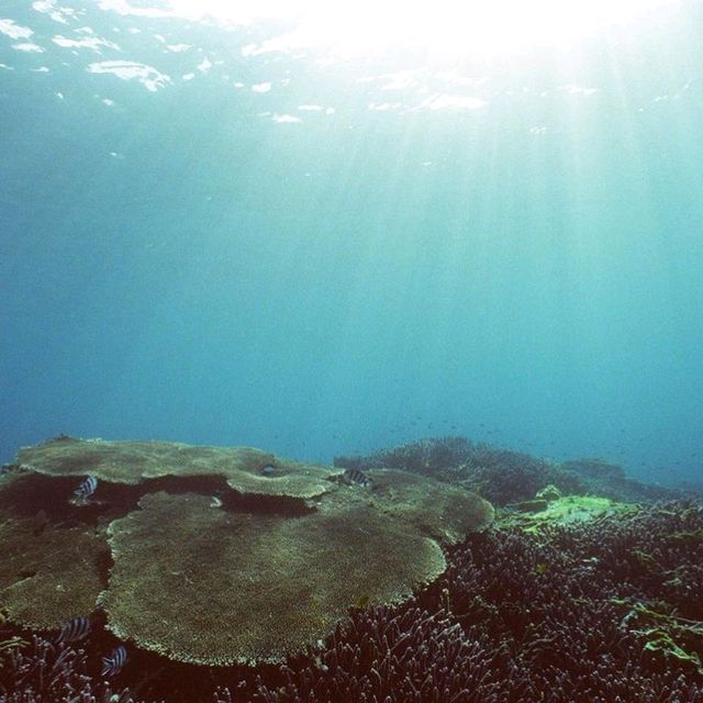The Great Barrier Reef