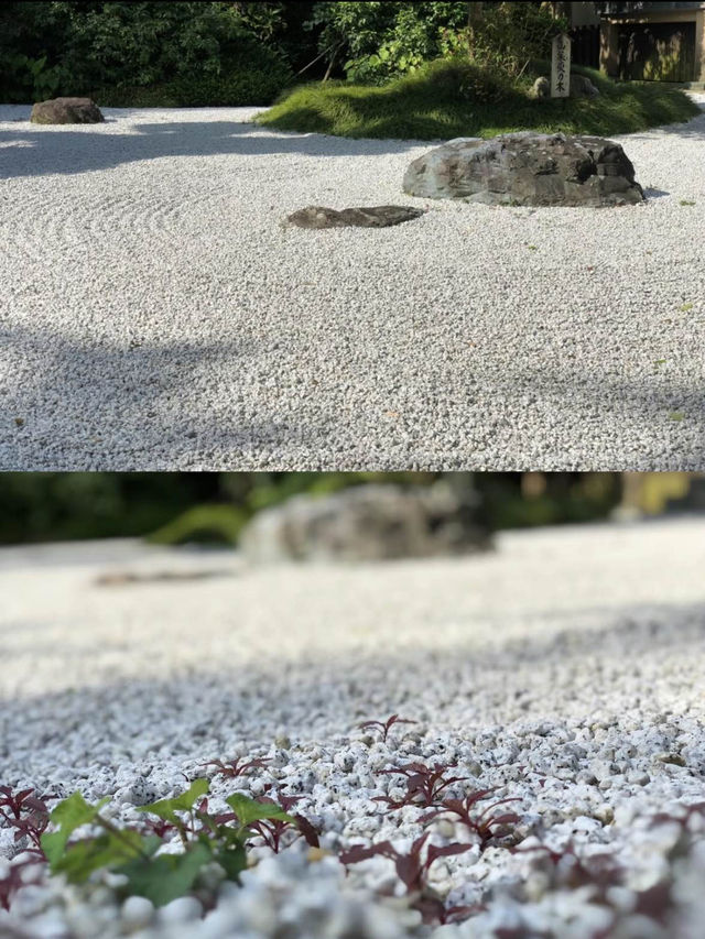 涼を感じるスポット✨美しい竹林の報国寺🥺🤍【鎌倉】