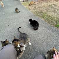 【福岡の猫島】