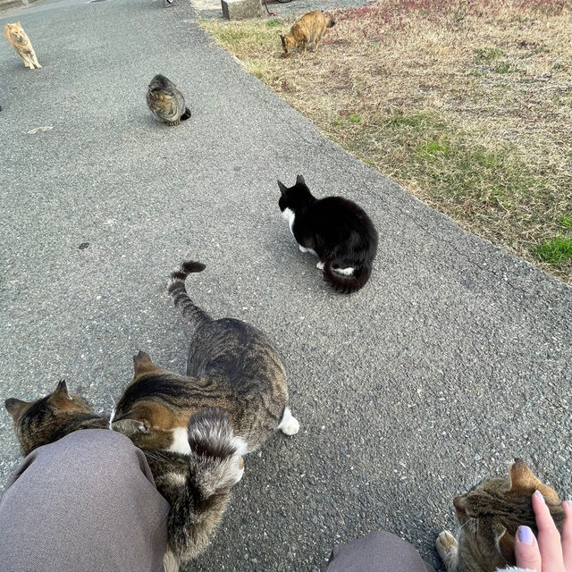 【福岡の猫島】