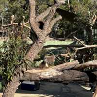 Moonlit Sanctuary: A Night with Nature’s Nocturnal Wonders