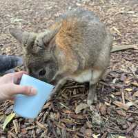 悉尼親親無尾熊🐨親親袋鼠🦘（費瑟戴爾野生動物園）