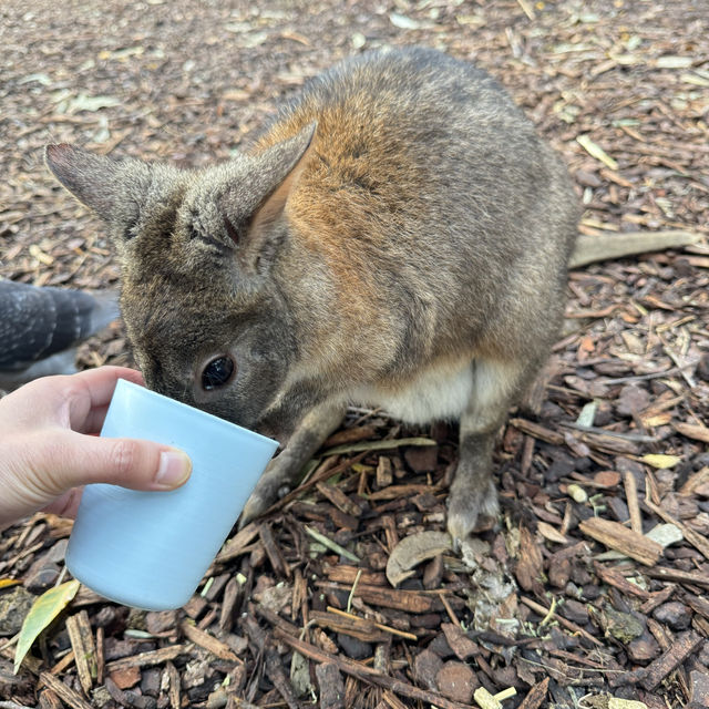 悉尼親親無尾熊🐨親親袋鼠🦘（費瑟戴爾野生動物園）