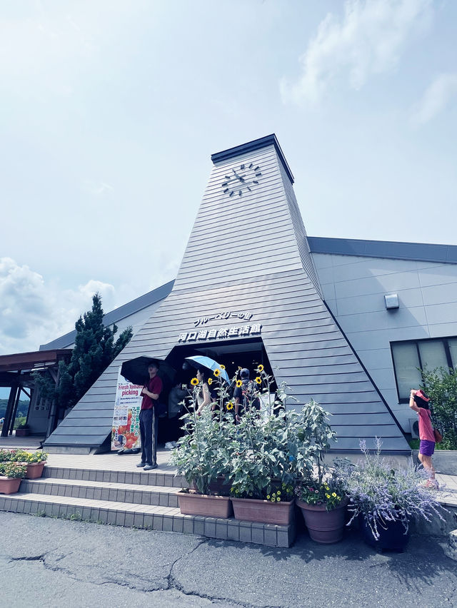 【河口湖】大石公園：薰衣草花海，富士山河口湖美景