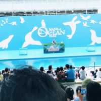 ocean park with my love