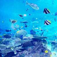 【首爾親子遊】Coex水族館：色彩繽紛海洋生物，100種旅行方式