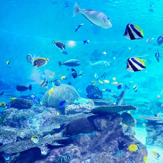 서울 가족 여행: 코엑스 아쿠아리움 - 다채로운 해양 생물, 100가지 여행 방법