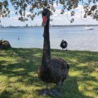 A Tranquil Escape to Matilda Bay: Meeting Perth’s Majestic Black Swans