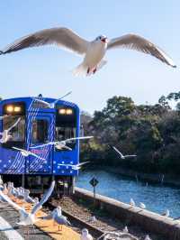 いまだけ！電車とカモメが撮れるエモい絶景スポット🚃𓈒𓂂𓏸行ったこそ分かるポイントも！