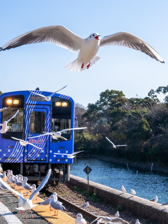 いまだけ！電車とカモメが撮れるエモい絶景スポット🚃𓈒𓂂𓏸行ったこそ分かるポイントも！