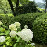 宇治6-7月盛名的繡球花園
