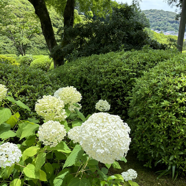宇治6-7月盛名的繡球花園