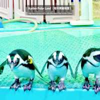 🐧Harbin Polar land 哈爾濱極地公園·極地館 