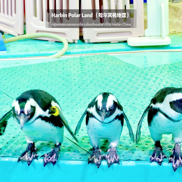 🐧Harbin Polar land 哈爾濱極地公園·極地館 