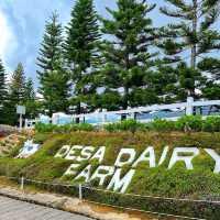 🇲🇾 Experience the Lush Grasslands of Desa Dairy Farm