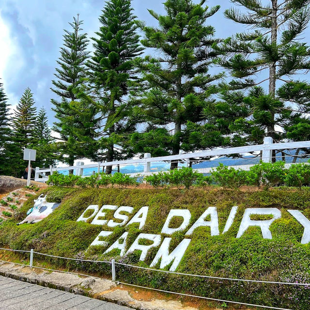 🇲🇾 Experience the Lush Grasslands of Desa Dairy Farm