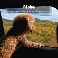 Autumn in Mohe 🍂