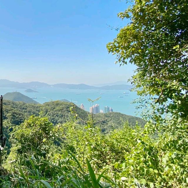 🌳 山頂公園超絕歐美花景 x 樹木研習徑