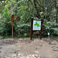 Lush Trails & Tranquil Waters at MacRitchie Reservoir