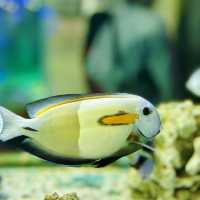 "Exploring Marine Wonders: A Visit to Pusat Ikan Hiasan Port Dickson"
